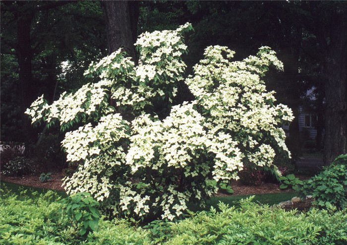 Plant photo of: Cornus kousa