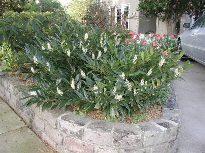 Plant photo of: Prunus laurocerasus 'Otto Luyken'