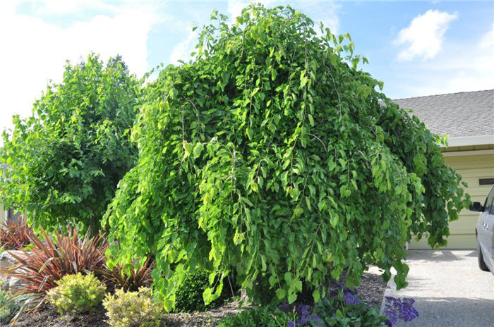 Weeping White Mulberry