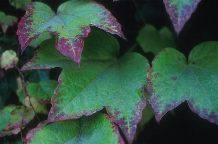 Plant photo of: Parthenocissus quinquefolia