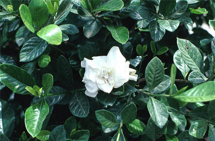 Gardenia, Cape-Jasmine