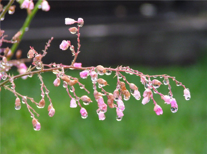Plant photo of: Prunus X yedoensis 'Akebono'