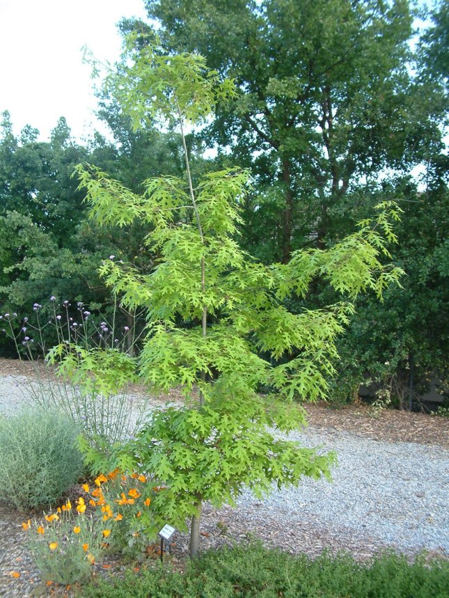 Plant photo of: Quercus coccinea