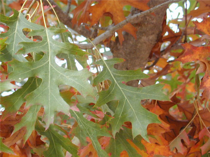Plant photo of: Quercus coccinea