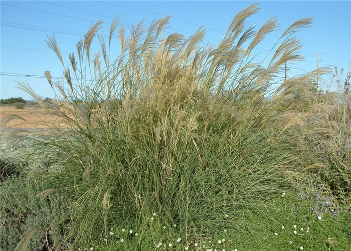 Upright Maiden Grass