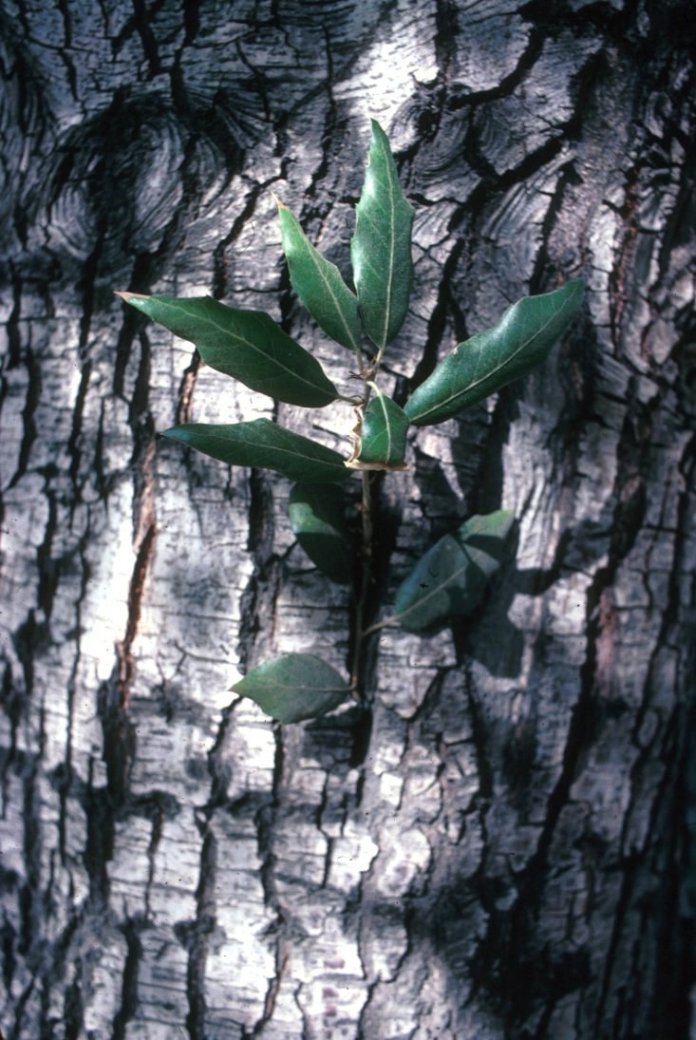 Plant photo of: Quercus ilex
