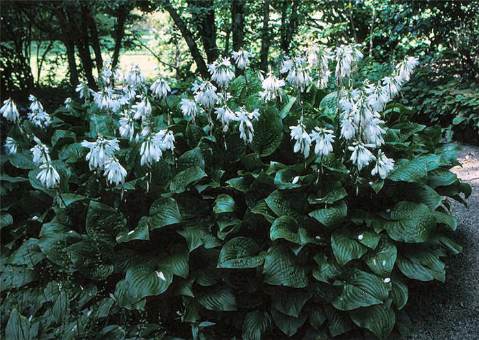 Plant photo of: Hosta fortunei