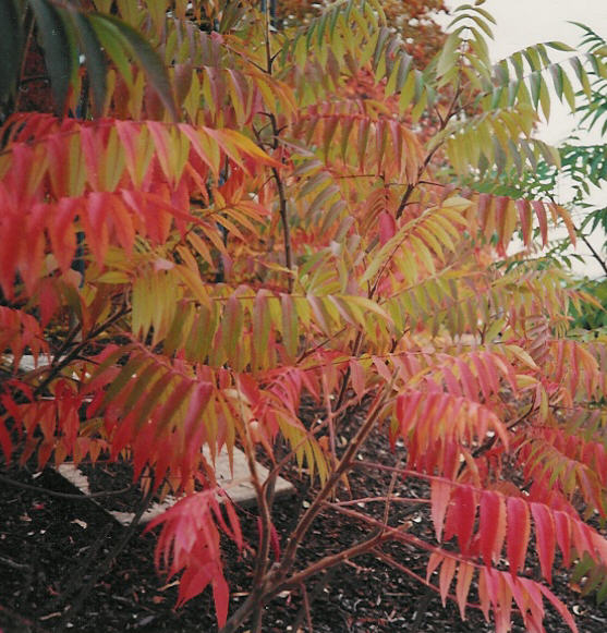Plant photo of: Rhus typhina 'Laciniata'