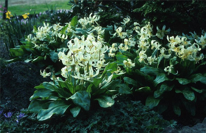 Plant photo of: Erythronium revolutum 'White Beauty'