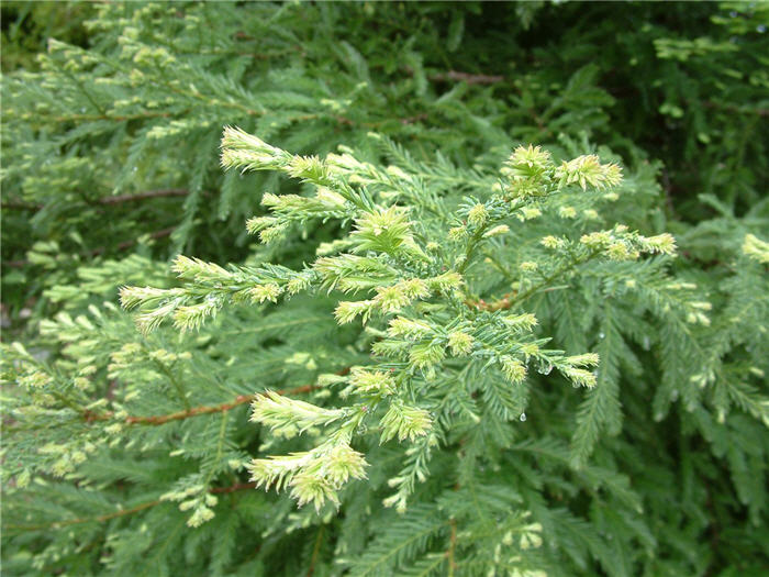Plant photo of: Sequoia sempervirens