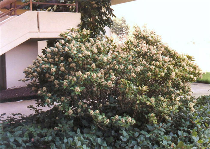 Plant photo of: Skimmia japonica