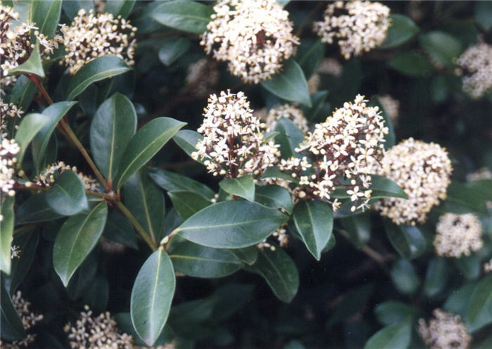 Plant photo of: Skimmia japonica