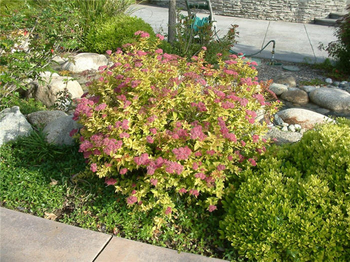 Plant photo of: Spiraea japonica 'Goldflame'