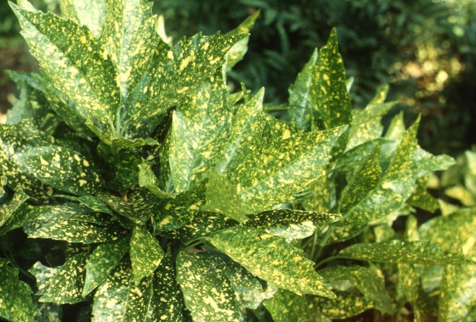 Plant photo of: Aucuba japonica 'Variegata'