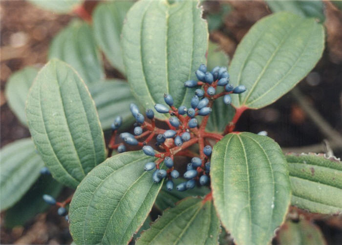 Plant photo of: Viburnum davidii