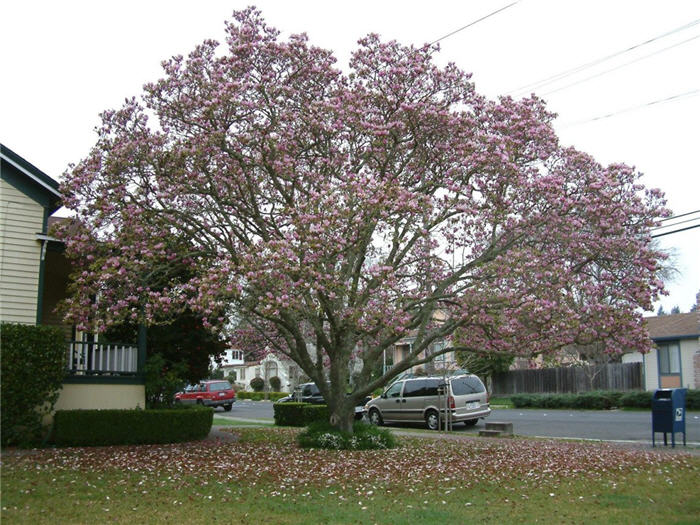 Plant photo of: Magnolia X soulangiana