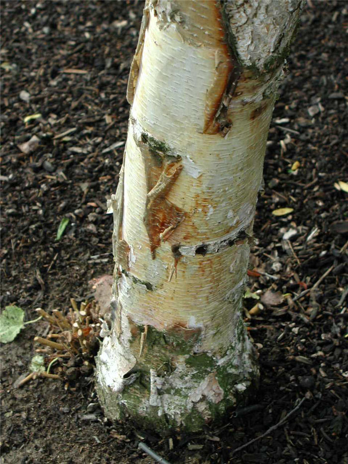 Plant photo of: Betula pendula 'Purpurea'