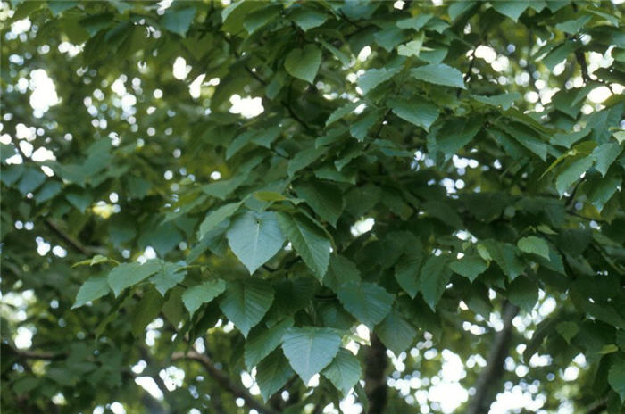 Plant photo of: Betula maximowicziana