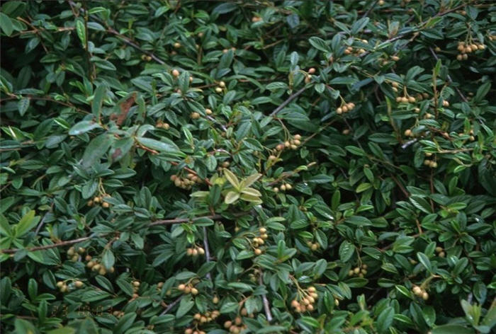 Plant photo of: Cotoneaster salicifolius