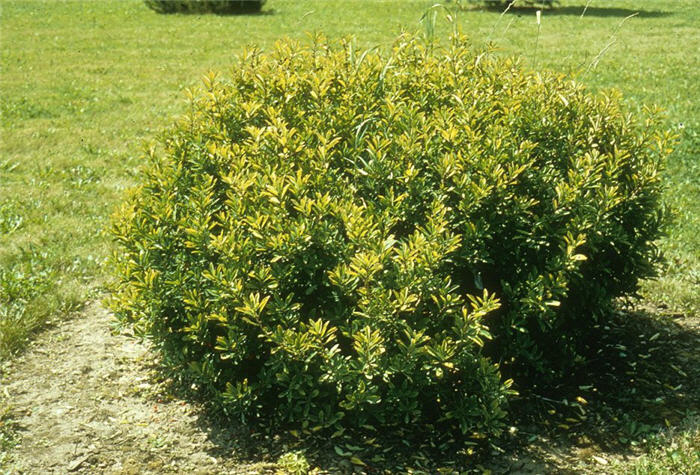 Plant photo of: Daphne mezereum