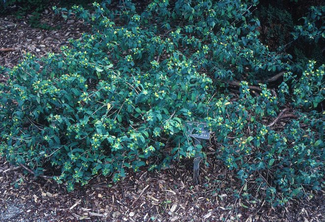 Hypericum frondosum