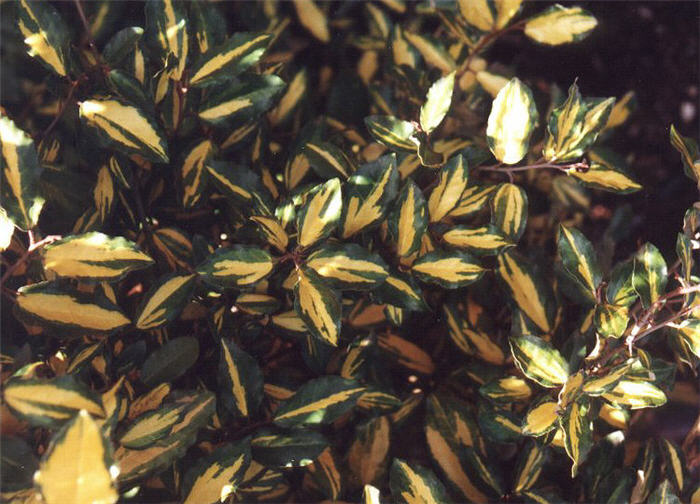 Yellow-Edge Elaeagnus