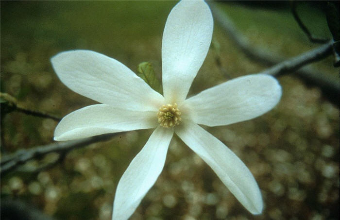 Plant photo of: Magnolia salicifolia