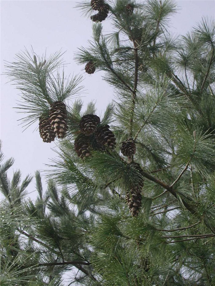 Plant photo of: Pinus wallichiana