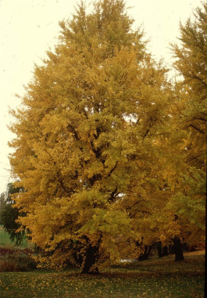 Autumn Gold Ginkgo Tree