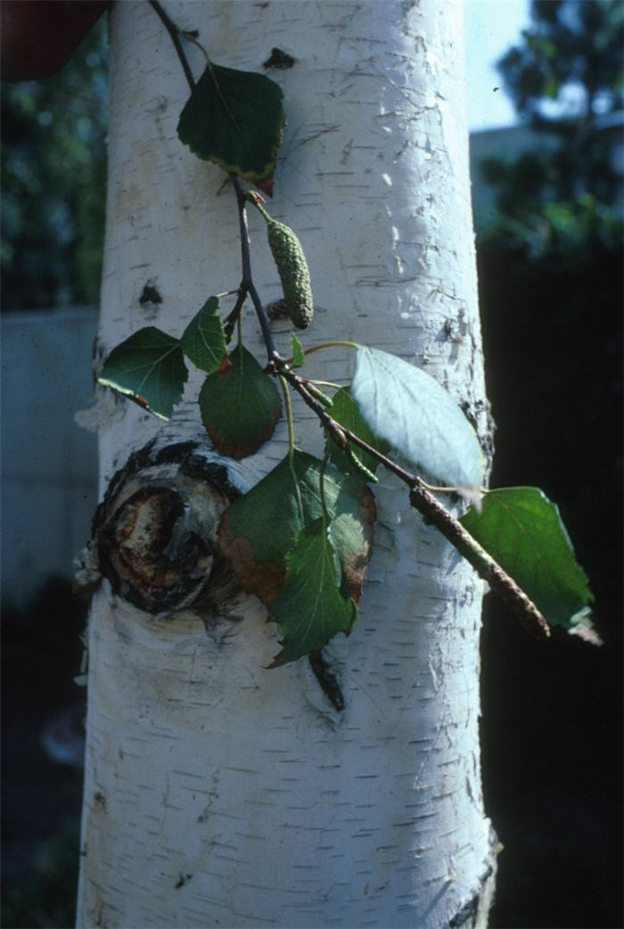 Plant photo of: Betula pendula