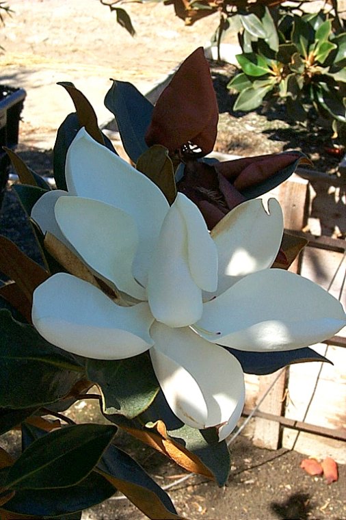 Little Gem Dwarf Southern Magnolia