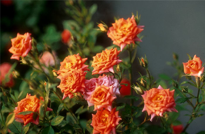 Plant photo of: Rosa 'Joseph's Coat'