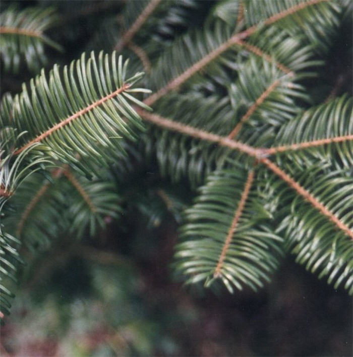 Plant photo of: Abies grandis