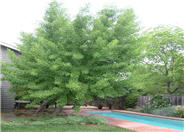 Maidenhair Tree, Ginkgo Tree