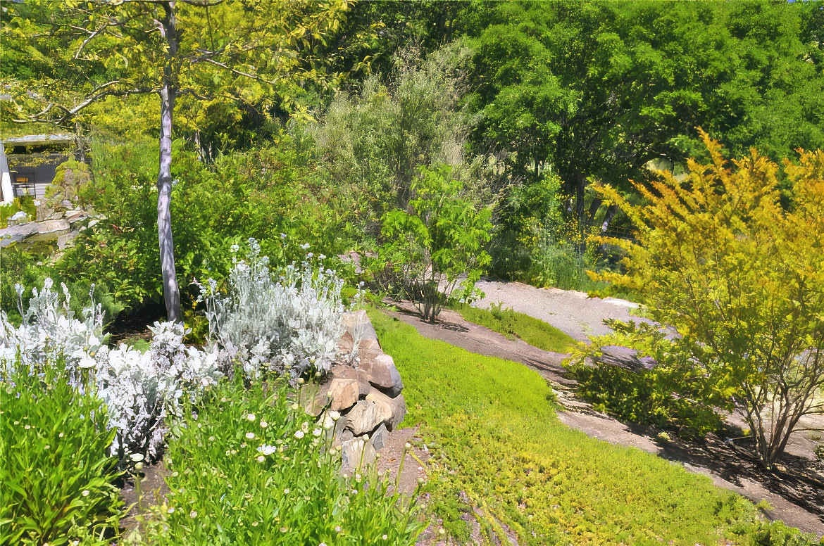 Hillside in Back Yard