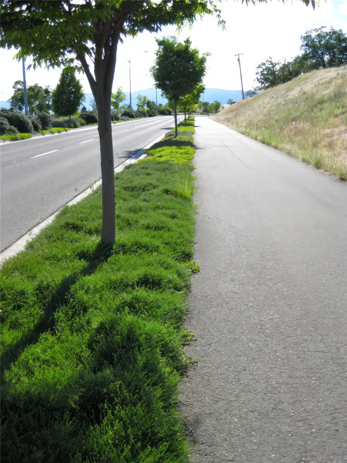 Wide Strip Greenery