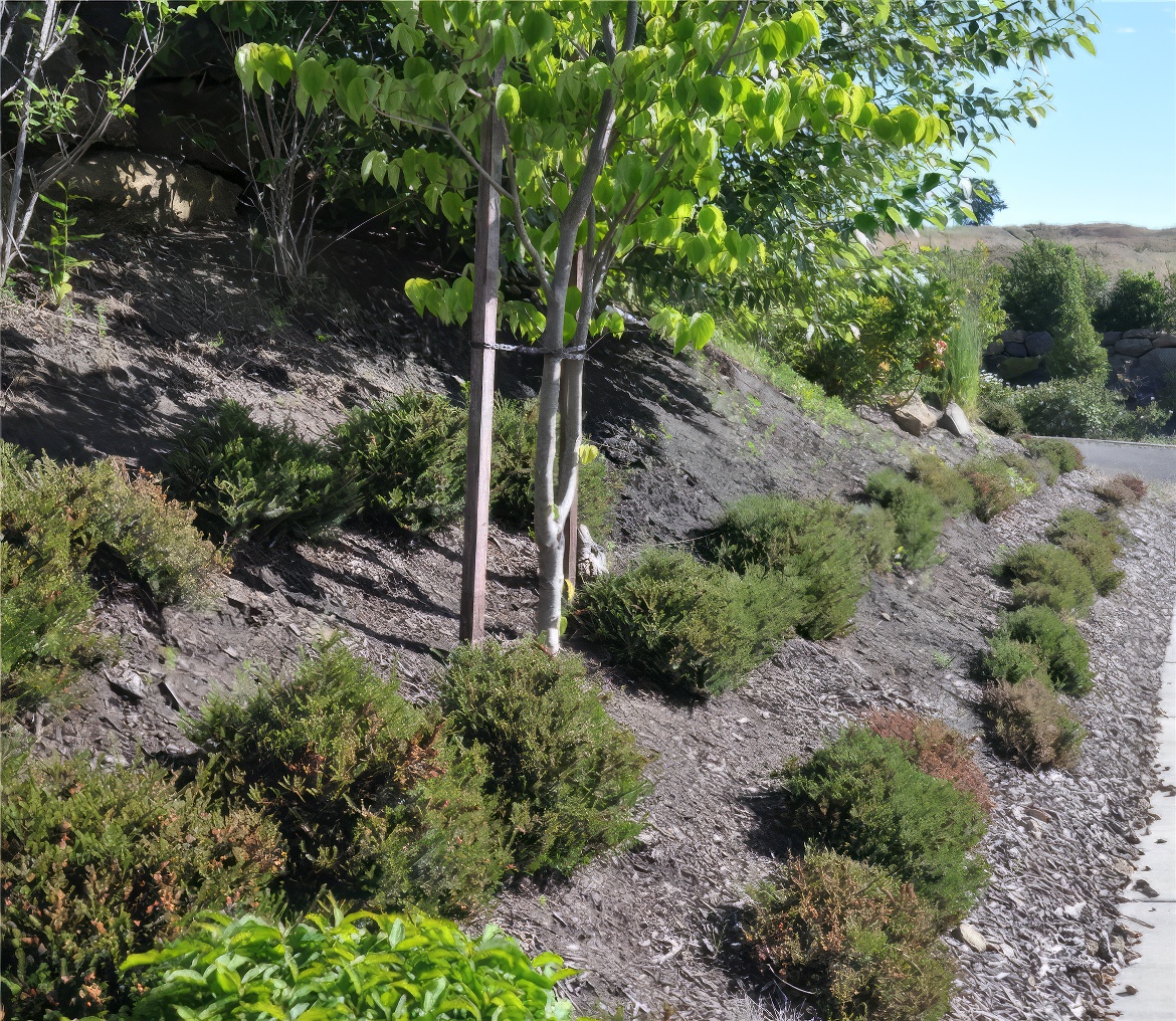 Boulevard Plantings