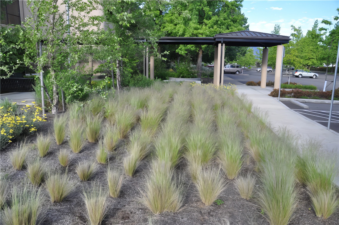 Pincushion Lawn