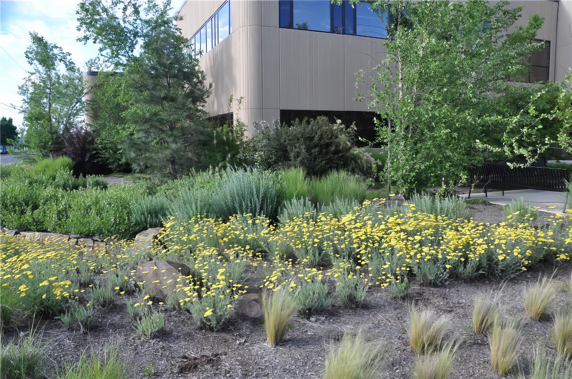 Rows of Perennials