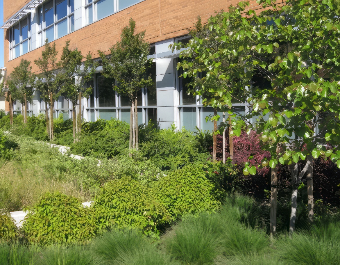 Shrub Symmetry