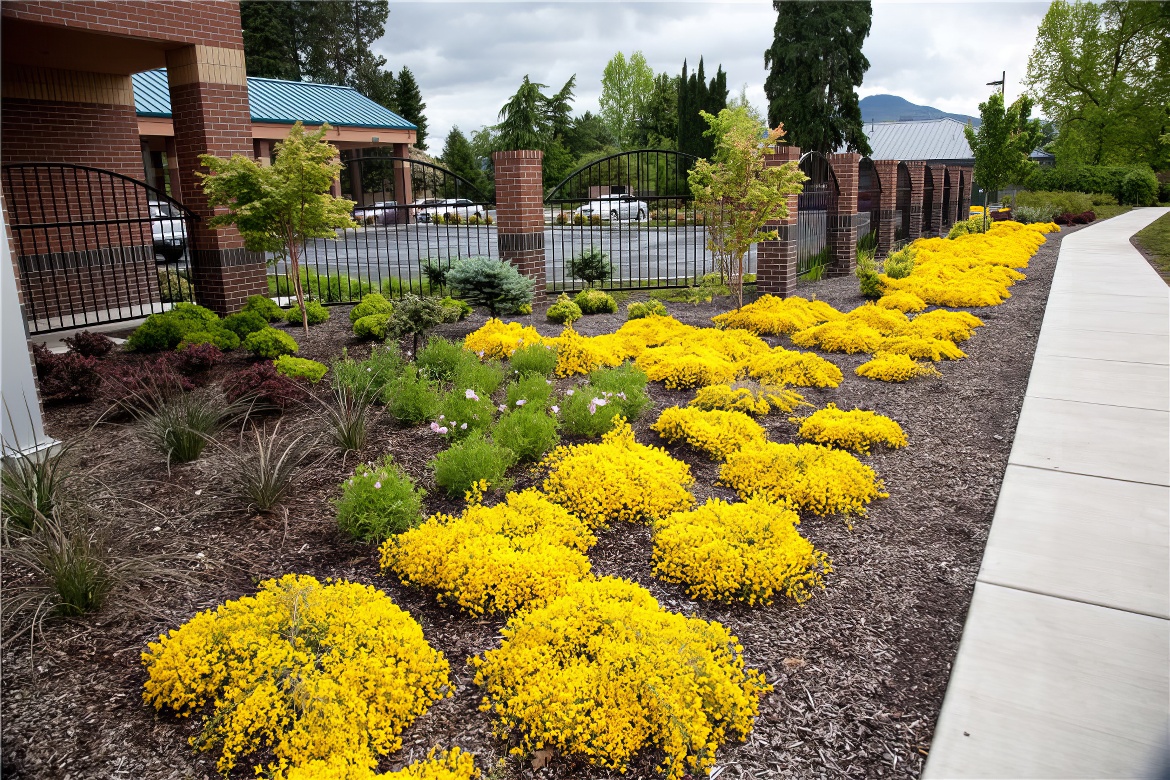 Rows of Yellow Delight