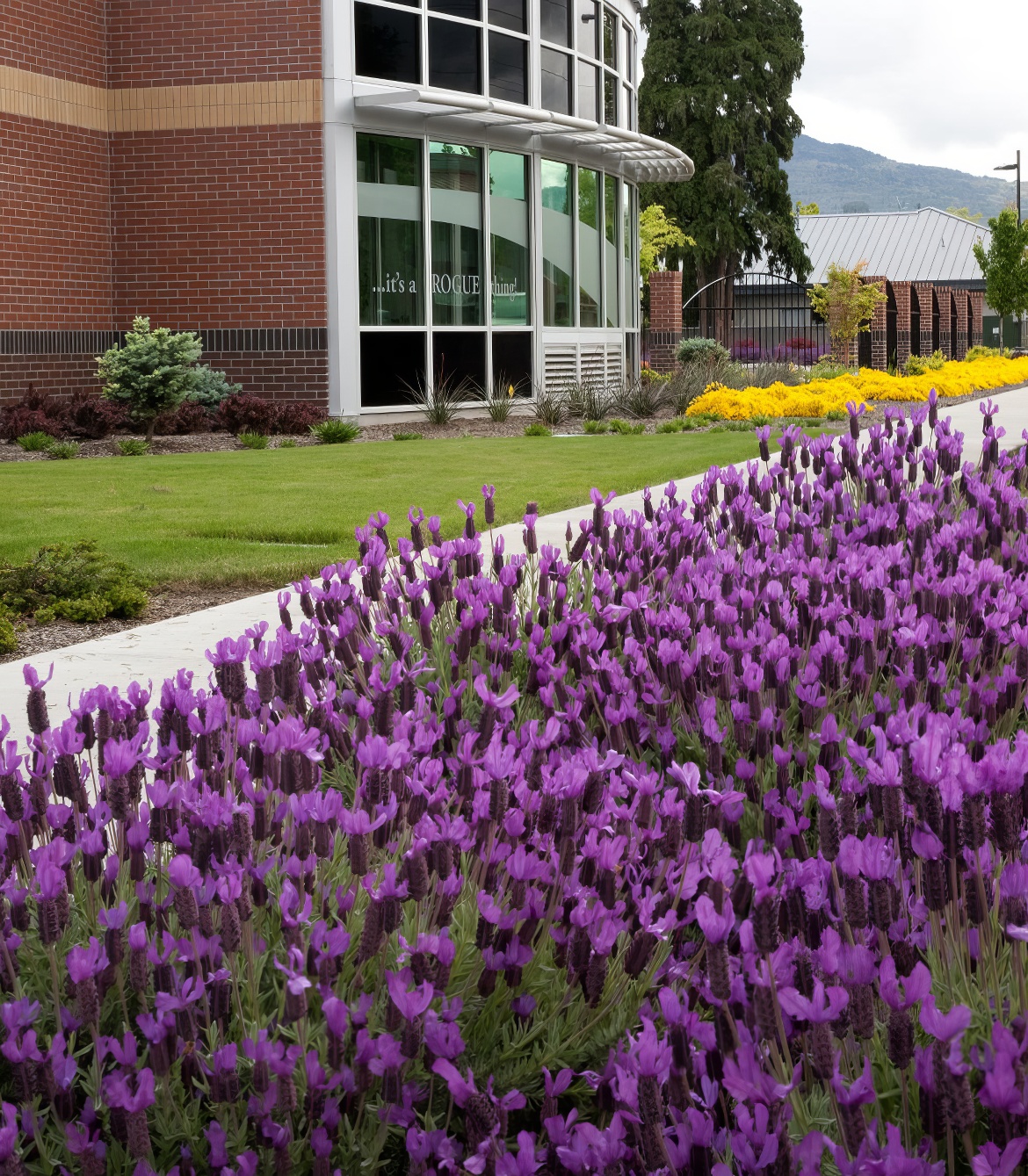 Lavender View