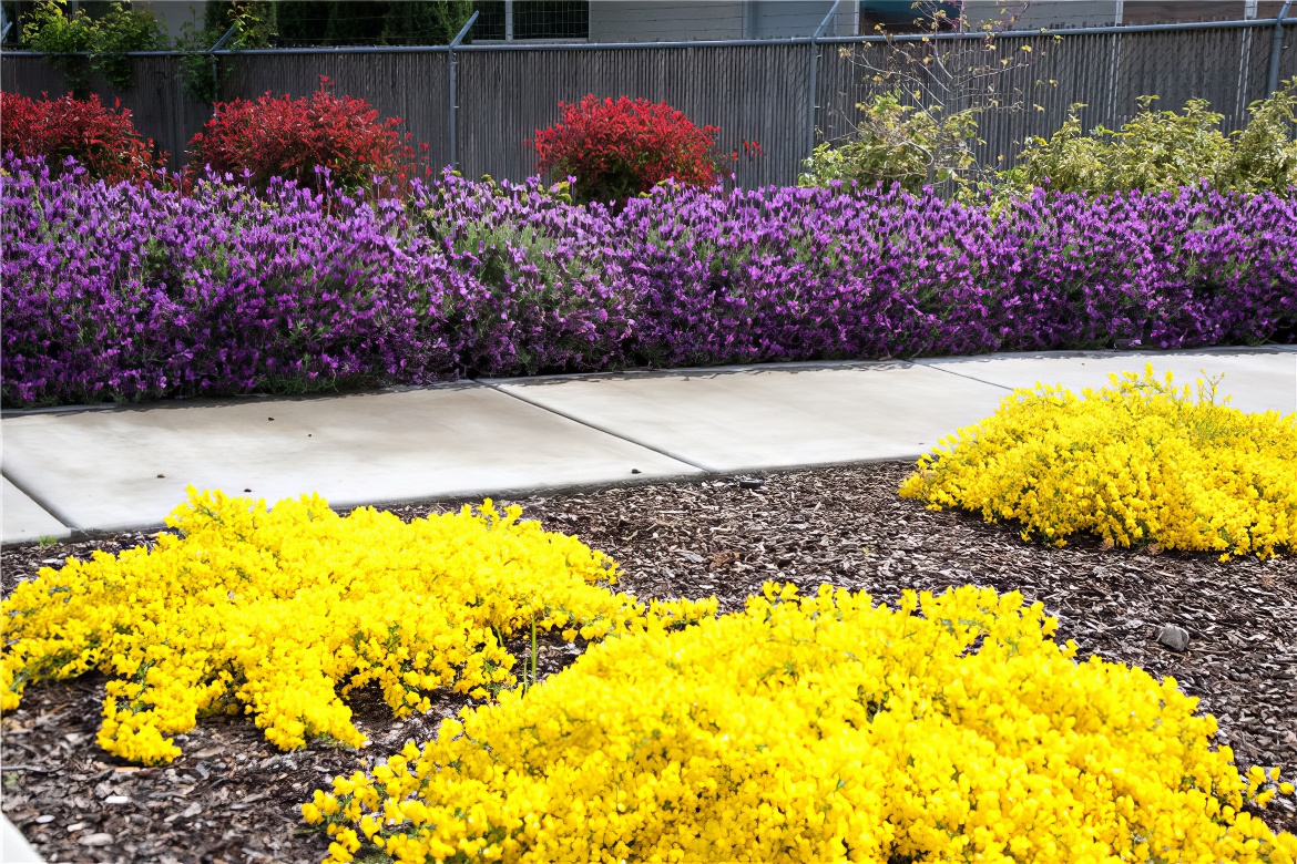 Yellow and Lavender