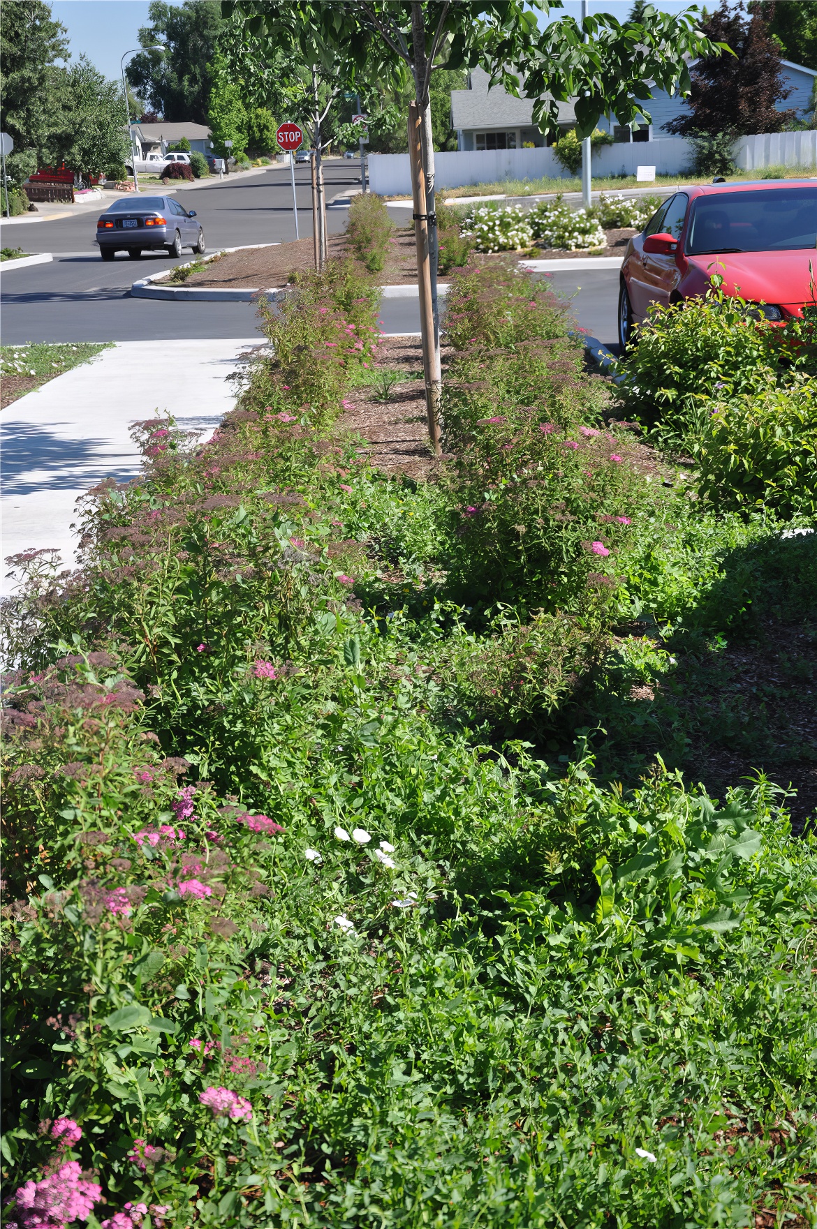 More School Plantings