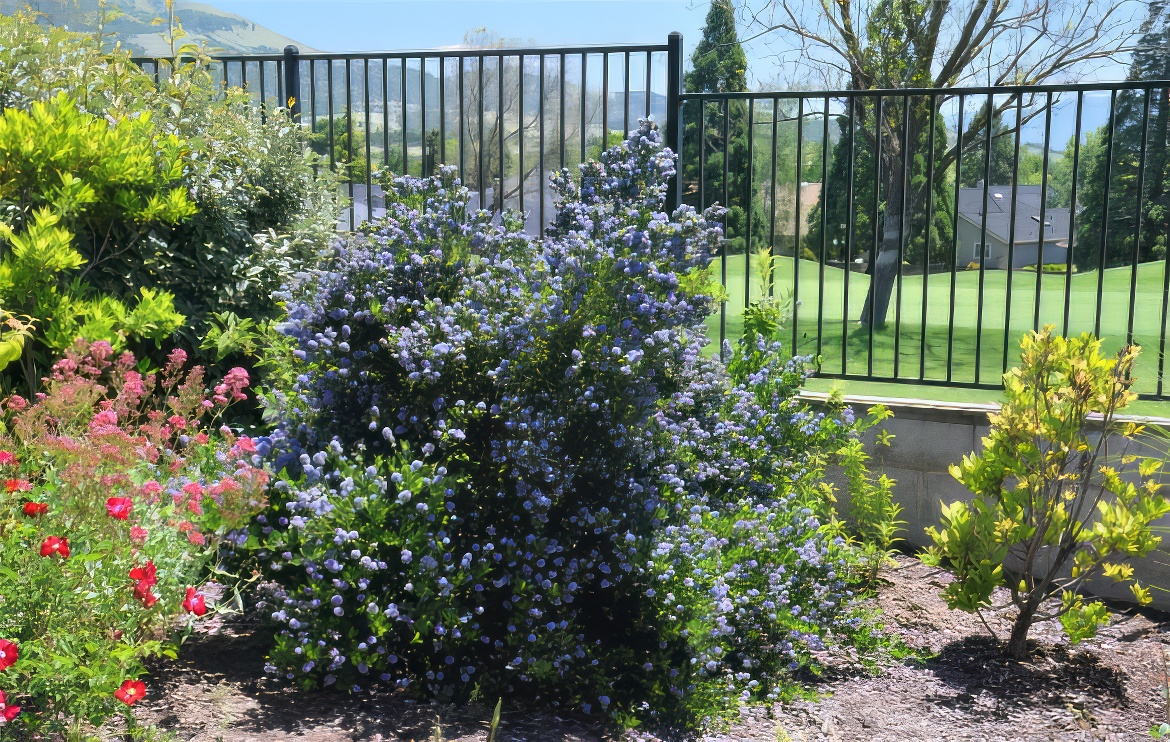 Metal Fence with Ceanothus