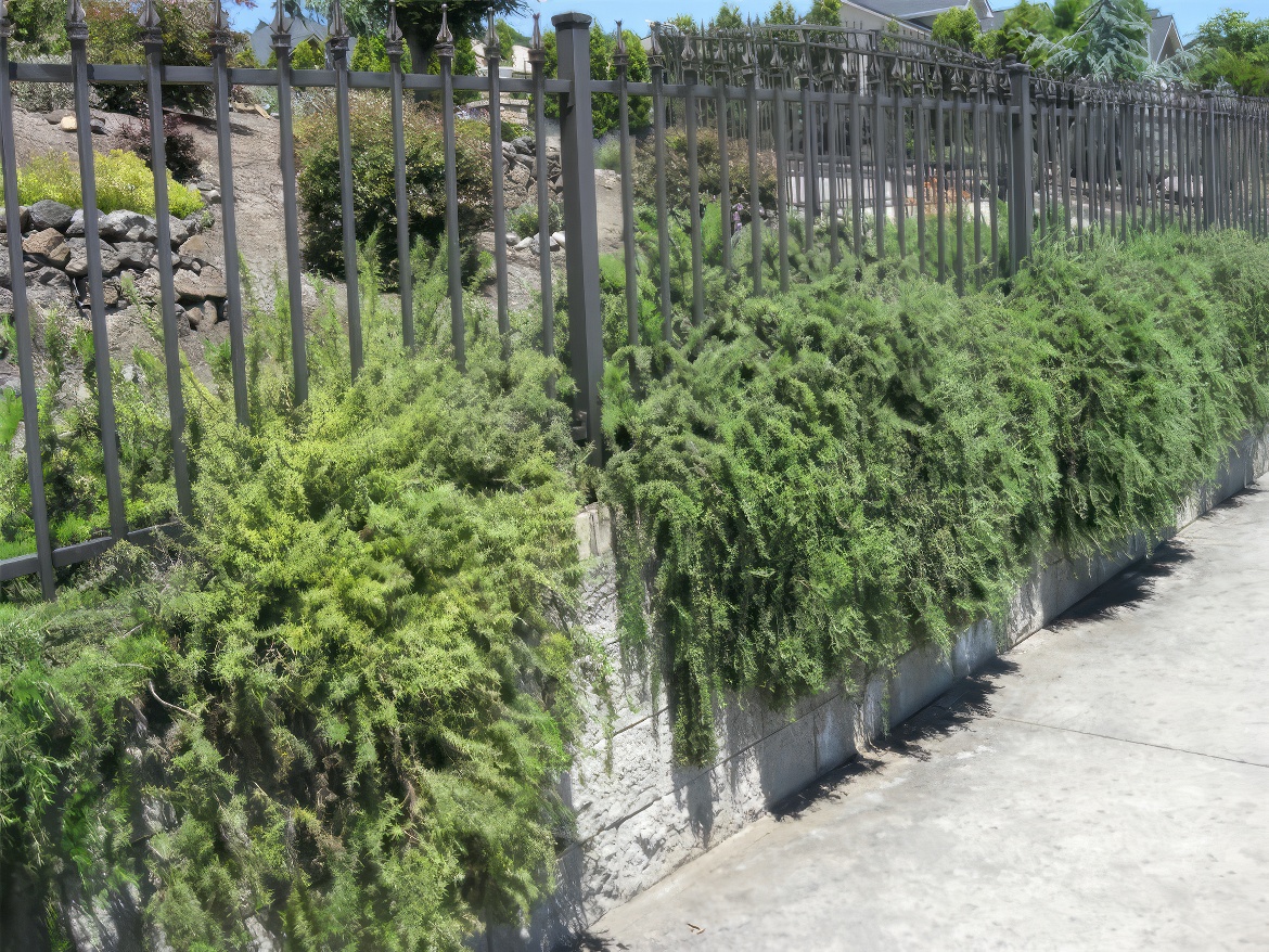 Metal Fence with Rosemary