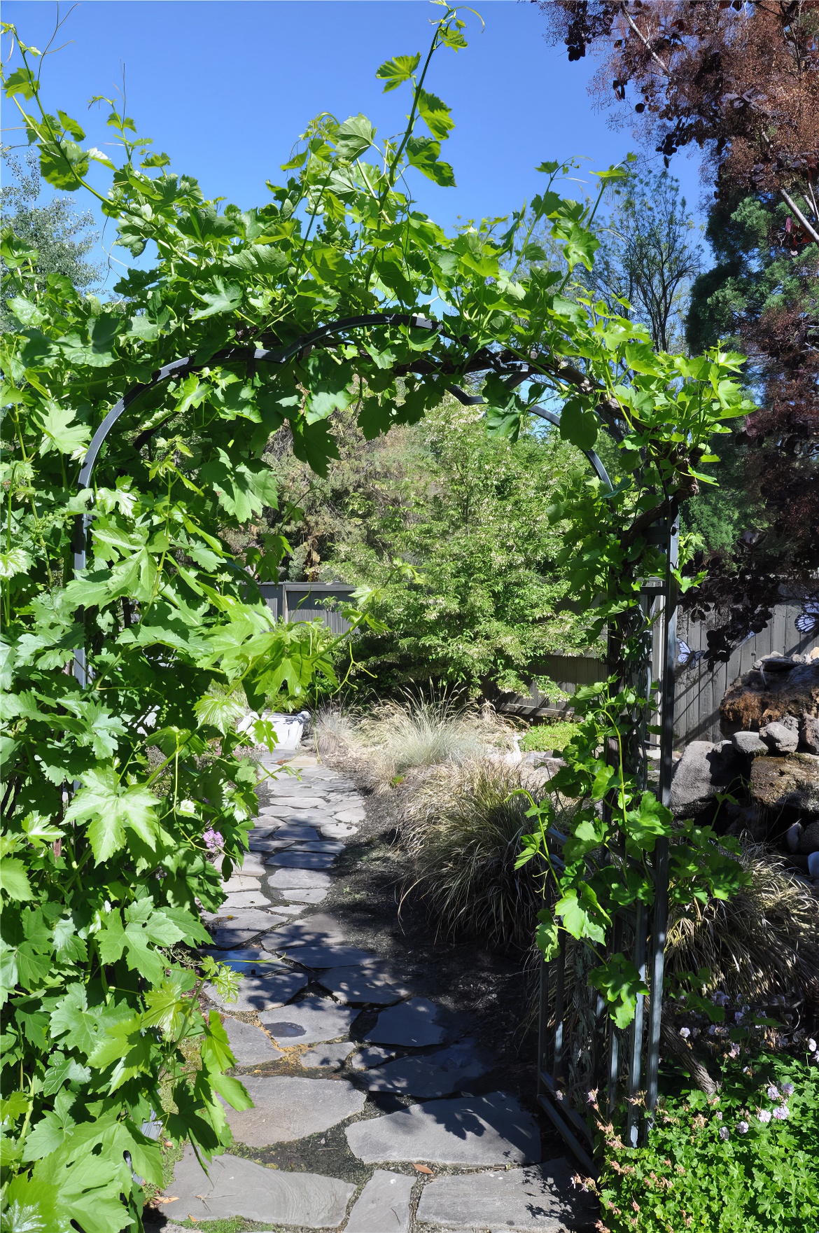 Grape Leafed Arbor