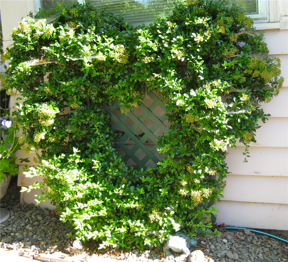 Heart Shaped Vine