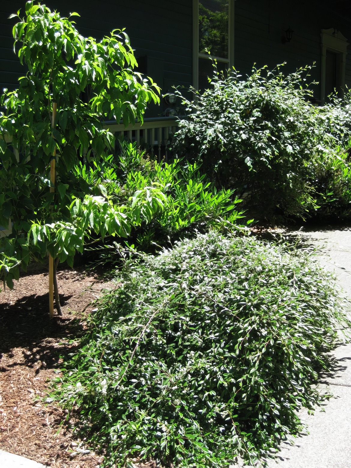 Shrub Plantings Near Suites