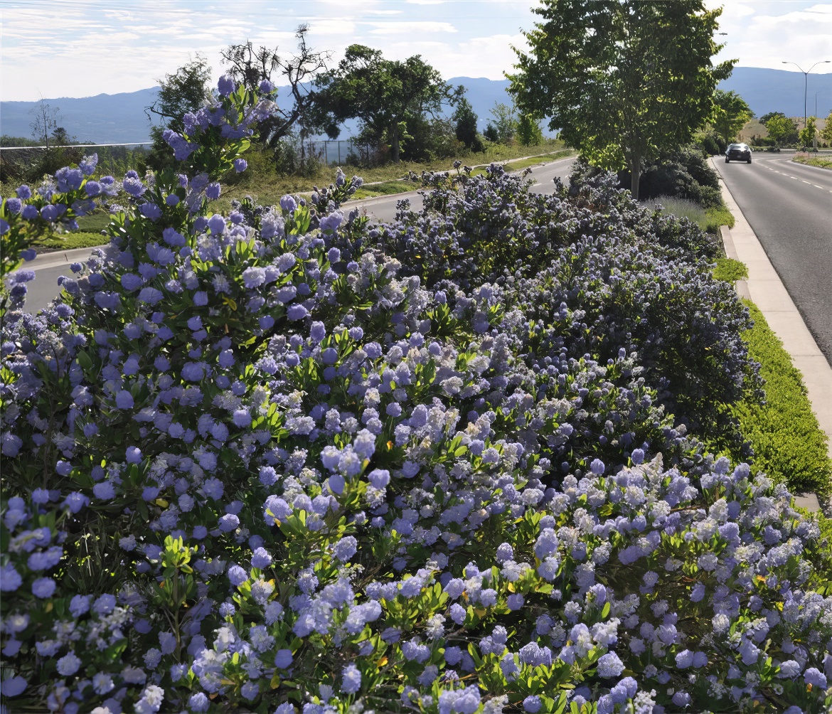 Median Strip Plantings